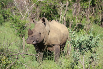rhinoceros in the wild