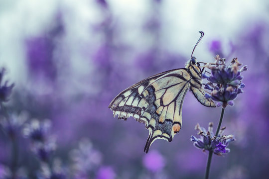 Lavender flowers with butterfly