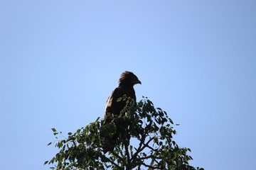 Eagle in Africa