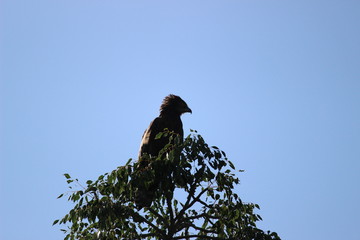 Eagle on tree
