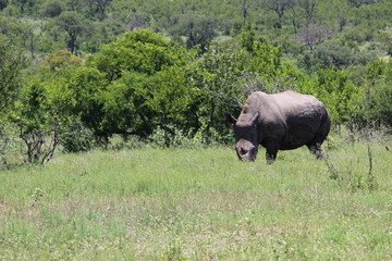 Fototapeta premium Rhino in field