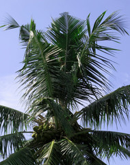 Fototapeta na wymiar Tropical palm with fruits