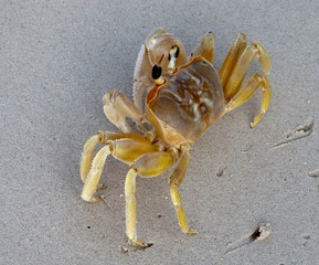 crab on the beach