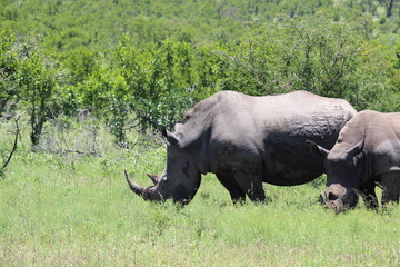 Obraz premium Rhino in field