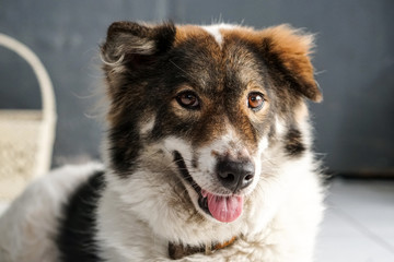 Thai friendly bangkaew dog breed wait for food