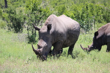 Fototapeta premium rhinoceros in the wild