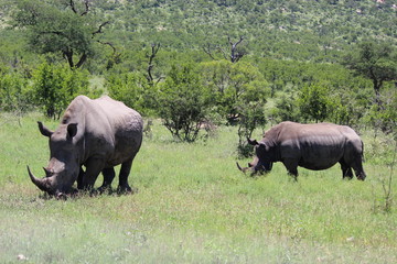 Obraz premium Rhino friends