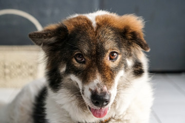 Thai friendly bangkaew dog breed wait for food