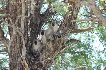 Monkey Family