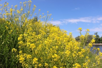 Fototapeta premium Цветы