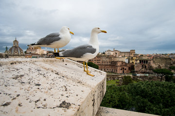 Fototapeta na wymiar Seagulls in Rome on a rooftop with Roman forum in the background