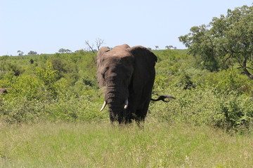 elephant in kruger park