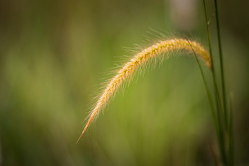 Cogon Grass with bokeh background