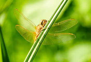 Portrait of a dragonfly on a green plant background