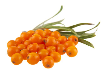 berries of sea-buckthorn isolated on white background