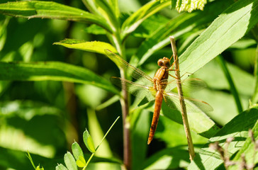 Portrait of a dragonfly on a green plant background