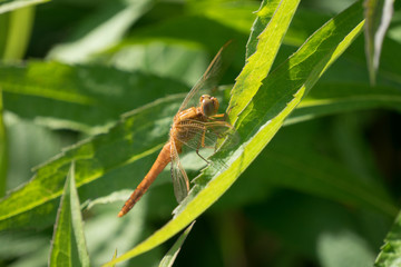 Portrait of a dragonfly on a green plant background