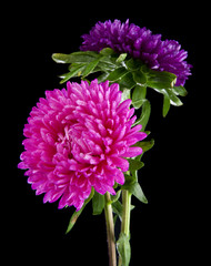 aster flowers isolated on black background