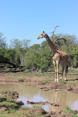 giraffe at the water hole