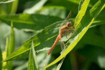 Portrait of a dragonfly on a green plant background