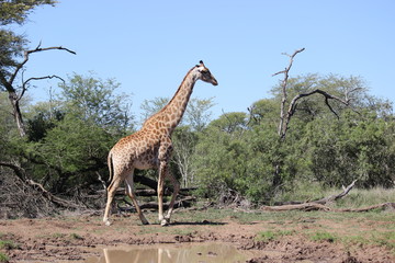 Naklejka na ściany i meble giraffe walking