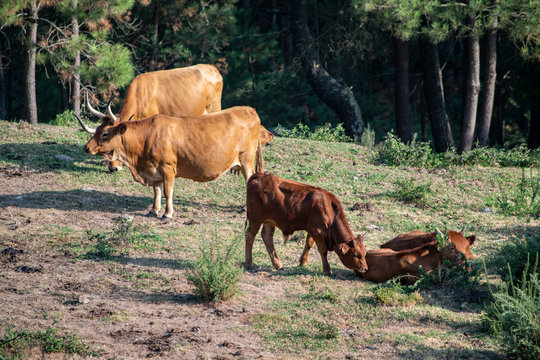 Vaca Cachena, Galicia