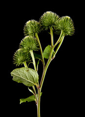 burdock flowers isolated on a black background. Medicinal plants