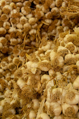 bunch of garlic
