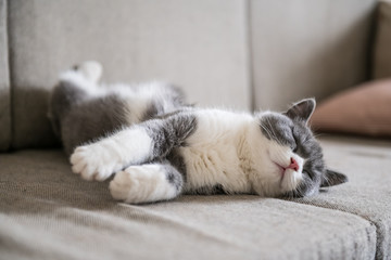 Fototapeta na wymiar British short-haired cats lie down and sleep.