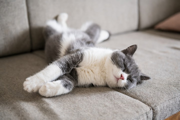 British short-haired cats lie down and sleep.