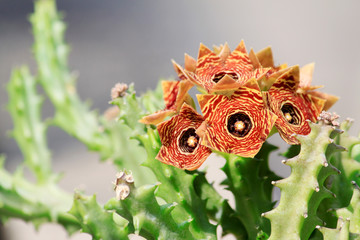 Close up view of Huernia's flowers  with blurry grey background