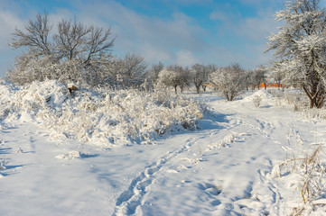 Fototapeta na wymiar Winter landscape with pedestrian path through snow covered orchard in Ukrainian village Novoaleksandrivka near Dnipro city