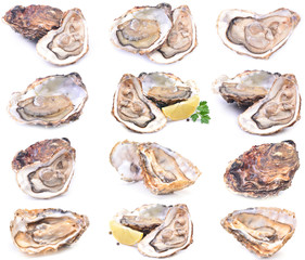 Oysters on a white background