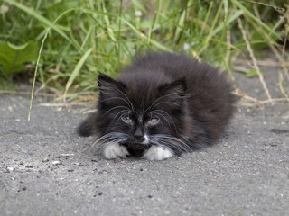 Naklejka na ściany i meble Little black fluffy kitten
