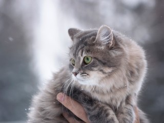Winter portrait Siberian kitty © Iryna