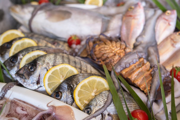 Lobster, octopus, cuttlefish, squid, calamari, red mullet, grouper, sea bass, sea bream, bogue fish, crab and prawns on ice at supermarket