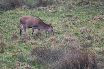 Femmina di Cervo nobile (Cervus elaphus)