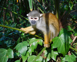 Mini singe