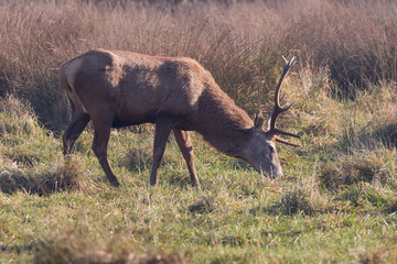 Maschio di Cervo Nobile (Cervus elaphus)