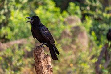 Wild crow surrounded by green