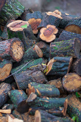 winter wood