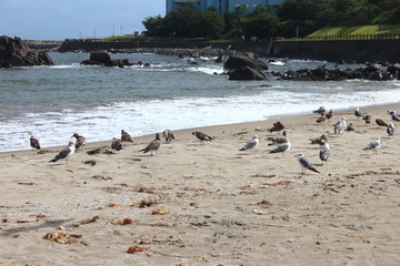 ウミネコ　砂浜