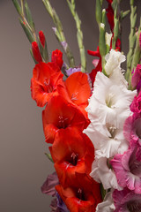 Bunch of beautiful multicolored gladiolus flowers. Bloom, romance.