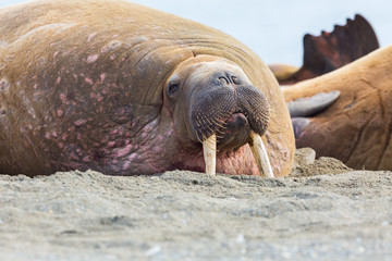 lying walrus (odobenus rosmarus) with tusks in sand beach