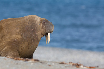 portrait arctic walrus (odobenus rosmarus), blue sea