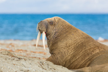 portrait arctic walrus (odobenus rosmarus) with tusks, blue sea, sand beach