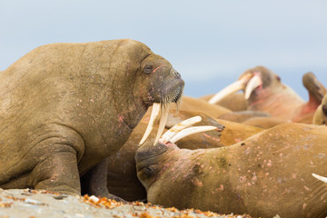 natural walruses (odobenus rosmarus) lying on sandy beach