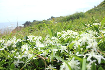 Fototapeta premium 種差海岸 花