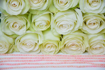 White roses  background