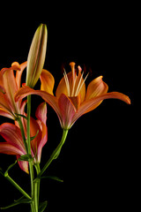 lilies isolated on black background